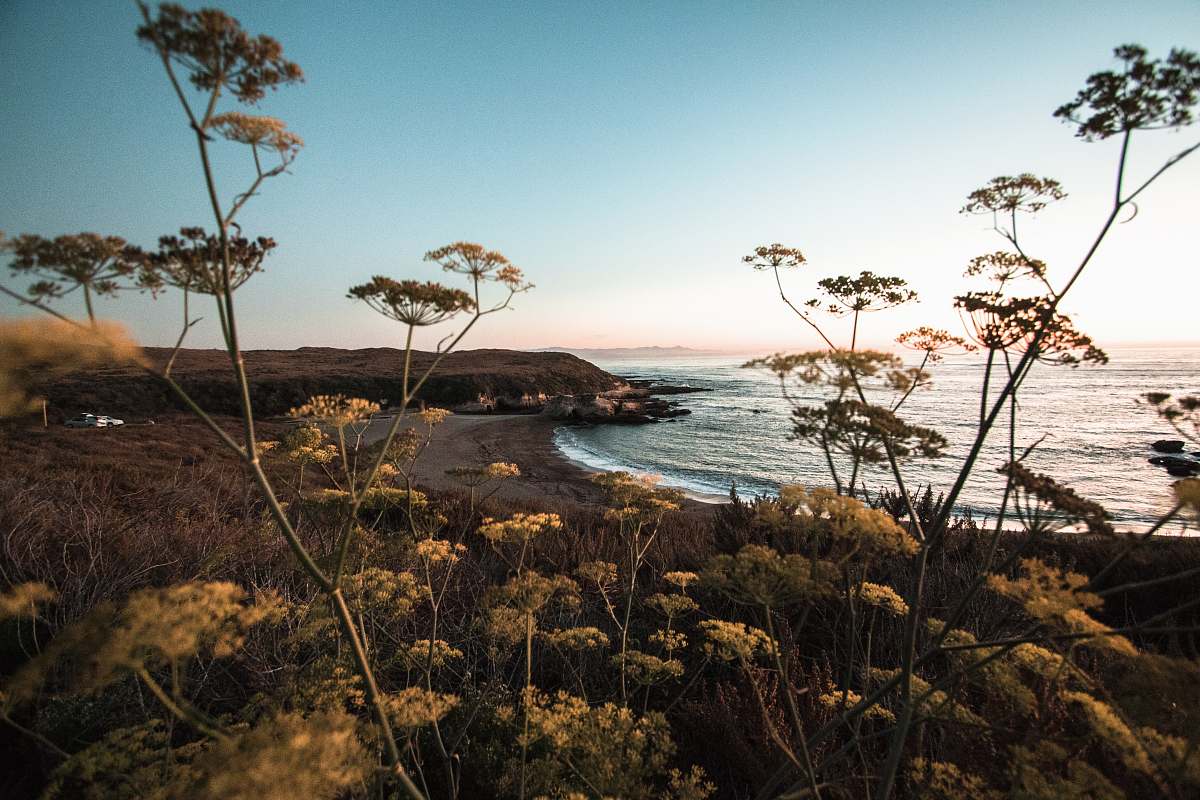 nature yellow petaled flowers near body of water at daytime montana de oro state park